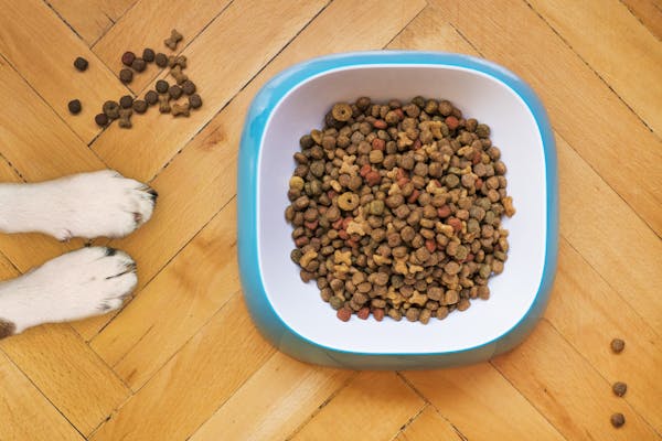 what is grain-free dog food