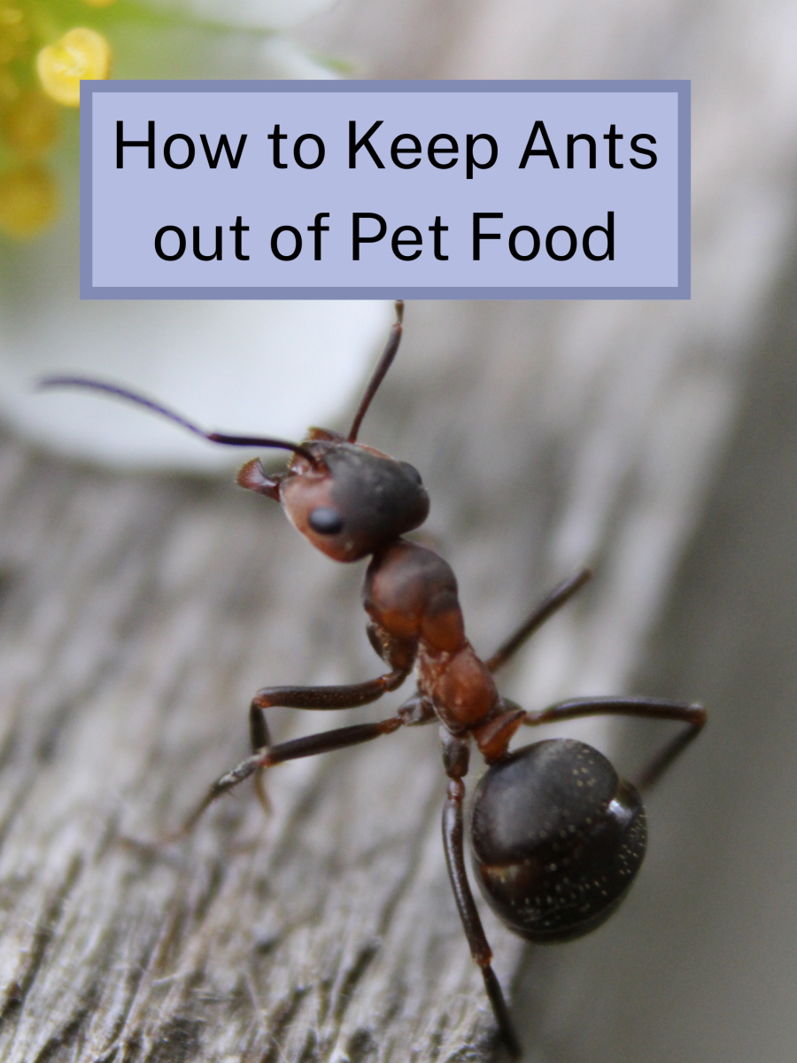 how to keep ants out of dog food