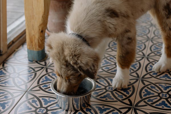 How Much Food to Feed a Dog